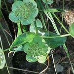 Bupleurum angulosum Flor