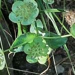 Bupleurum angulosum Квітка