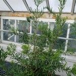 Podocarpus laetus Pokrój