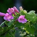 Lophospermum erubescens 花