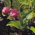 Cypripedium macranthos फूल