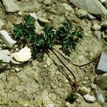 Ranunculus seguieri Habit