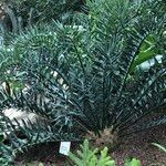 Encephalartos horridus Hábitos