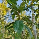 Magnolia odora 葉