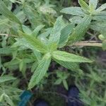 Mentha longifolia ഇല