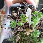 Potentilla heptaphylla Blad