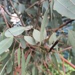 Eucalyptus polyanthemos Лист