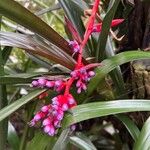 Aechmea weilbachii 花