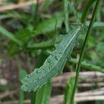 Leucanthemum ircutianum Leaf