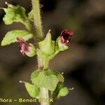 Scrophularia arguta Інше