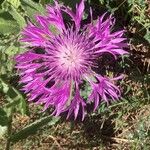 Centaurea sphaerocephala 花