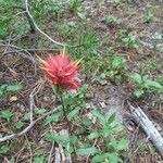 Castilleja miniata Flower