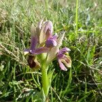 Ophrys tenthredinifera Schors