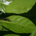 Coccoloba obovata Levél