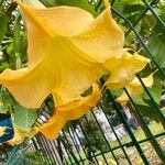 Brugmansia versicolorFlor