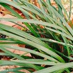 Liriope spicata Leaf