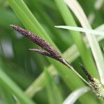 Carex acuta Çiçek