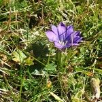 Gentiana pyrenaica Habitat