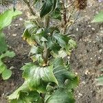 Eryngium planum Leaf