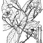 Rubus sprengelii Other