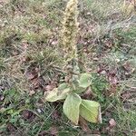 Verbascum densiflorumFoglia