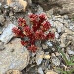 Sedum atratum 花