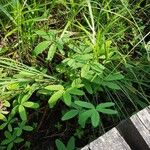 Comarum palustre Habitat