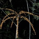 Schefflera heterophylla