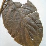 Cordia fallax Otro