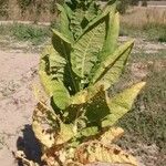 Nicotiana tabacum Habitus