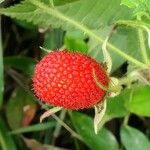 Rubus rosifolius ഫലം