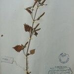 Elsholtzia stachyodes Otro