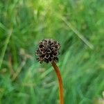 Trollius europaeus 果