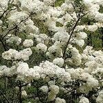 Viburnum macrocephalum Blüte