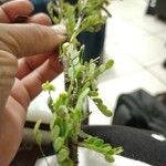 Diphysa americana ᱥᱟᱠᱟᱢ