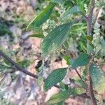 Lipandra polysperma Fuelha