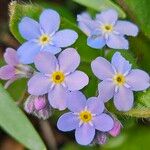 Myosotis sylvatica Květ