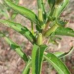 Oenothera biennis Leaf