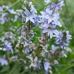 Veronica prostrata Flower