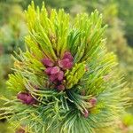 Pinus cembra Flor