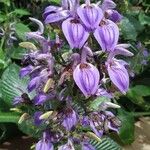 Brillantaisia cicatricosa Floro