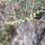 Sesamoides purpurascens 花