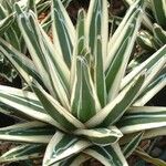 Agave victoriae-reginae Hábito