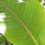 Musa basjoo Leaf