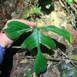 Philodendron pedatum Φύλλο