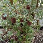 Banksia ornata Хабит
