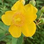 Hypericum × hidcoteenseപുഷ്പം