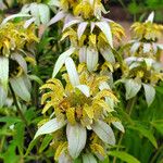 Monarda punctata Blodyn