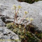 Saxifraga crustata 形态