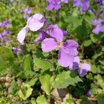 Orychophragmus violaceus Flower